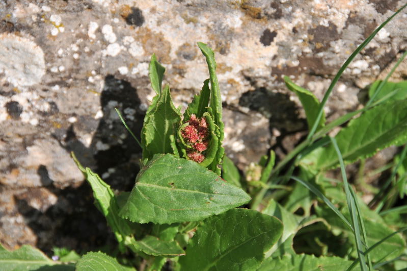 Pianta da identificare 1 - Rumex sp.